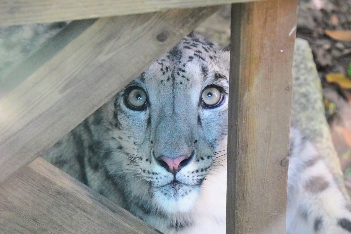 bigcatslover17's tweet photo. お外のヒメルちゃん
#いしかわ動物園
#ユキヒョウ
#ヒメル
#snowleopard https://t.co/LKJDGQxx4p