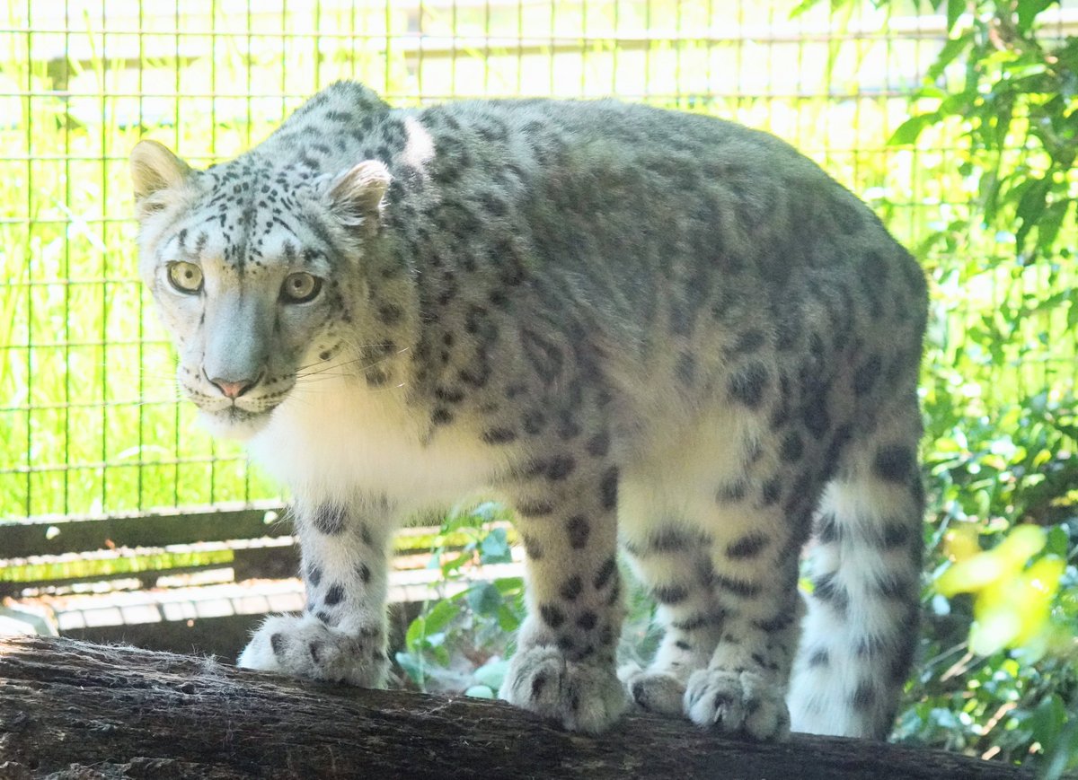 bigcatslover17's tweet photo. お外のヒメルちゃん
#いしかわ動物園
#ユキヒョウ
#ヒメル
#snowleopard https://t.co/LKJDGQxx4p