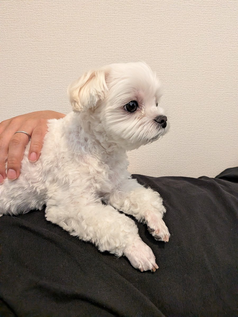 yuuboi_'s tweet photo. テレビ見てる🐕️ https://t.co/5UiiyPpGw7
