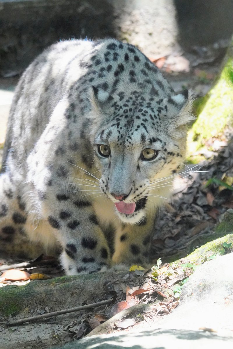 bigcatslover17's tweet photo. お外のヒメルちゃん
#いしかわ動物園
#ユキヒョウ
#ヒメル
#snowleopard https://t.co/LKJDGQxx4p
