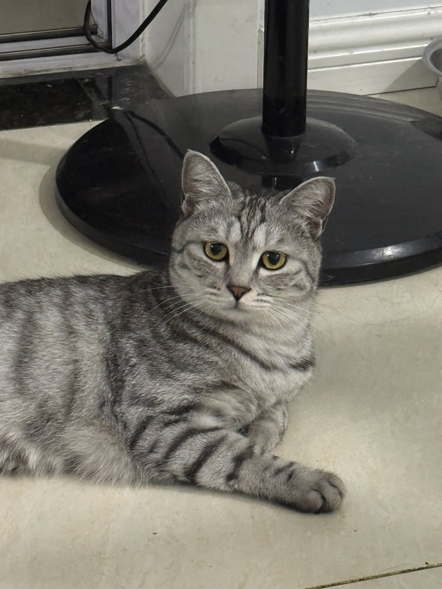 Alivegoqr's tweet photo. 我和我可爱的猫咪 https://t.co/yoHNVc307l