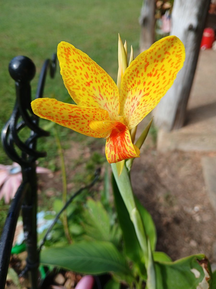 KittyLuvGirl78's tweet photo. Beauty in my yard this afternoon https://t.co/xTxJRt2RBd
