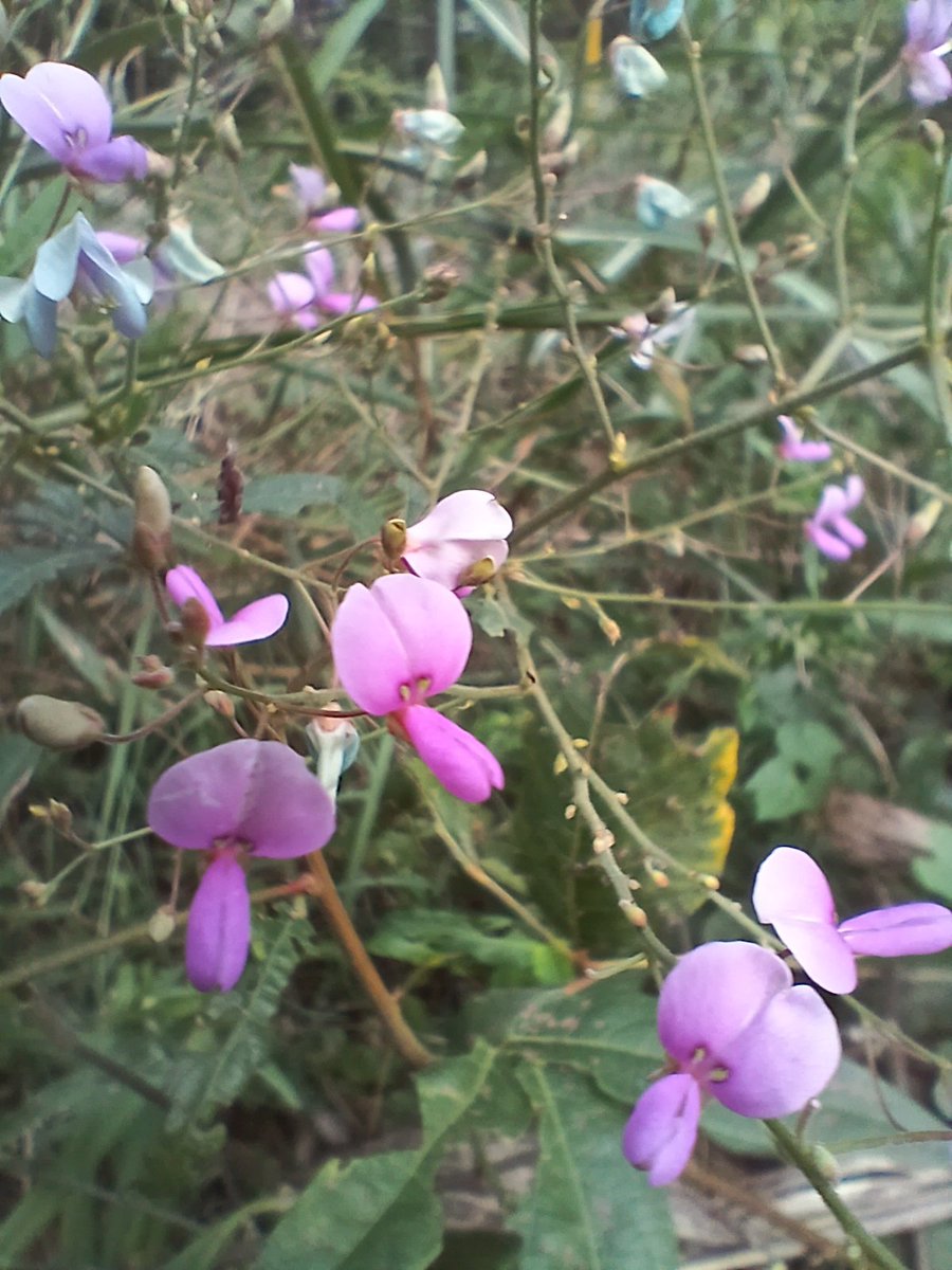 KittyLuvGirl78's tweet photo. Beauty in my yard this afternoon https://t.co/xTxJRt2RBd