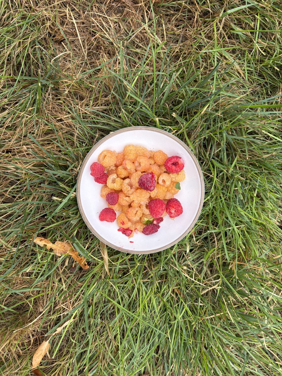 larrymcdonough's tweet photo. Very Berry Summer
That says it all! Some plants yielded two harvests!
https://t.co/tbGVQSnHAJ https://t.co/fZ5j0z8Q6Z