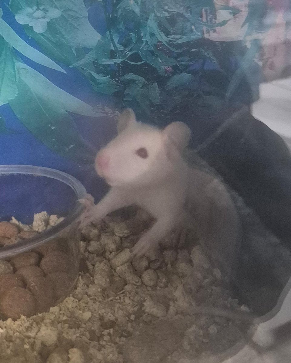 lobinhooemo's tweet photo. ai quero adotar TODOS! Woonts 🥺❤️ https://t.co/ESW9oiRdl0