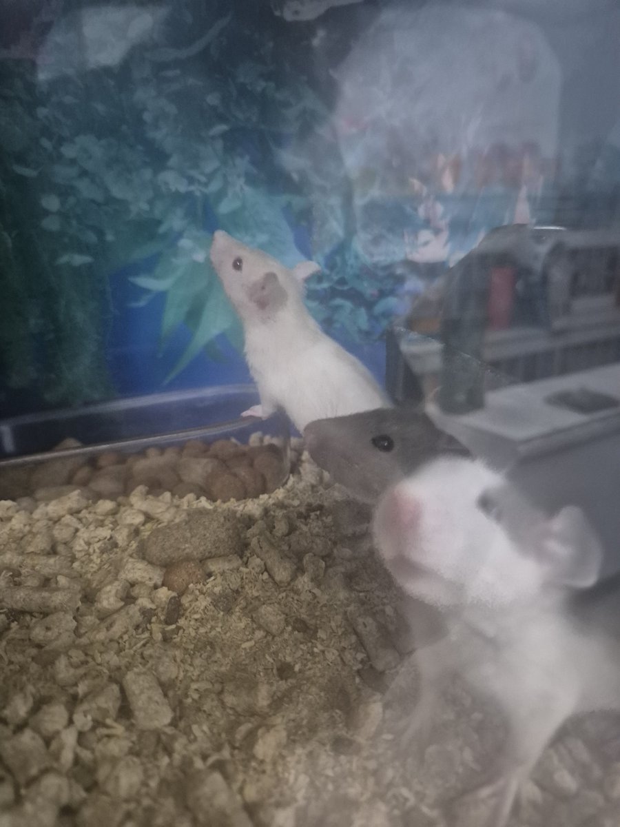 lobinhooemo's tweet photo. ai quero adotar TODOS! Woonts 🥺❤️ https://t.co/ESW9oiRdl0