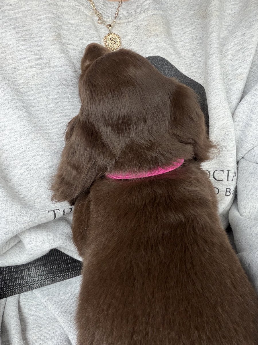 sidboob's tweet photo. I accidentally got a dog https://t.co/Iqt5MsKOvc