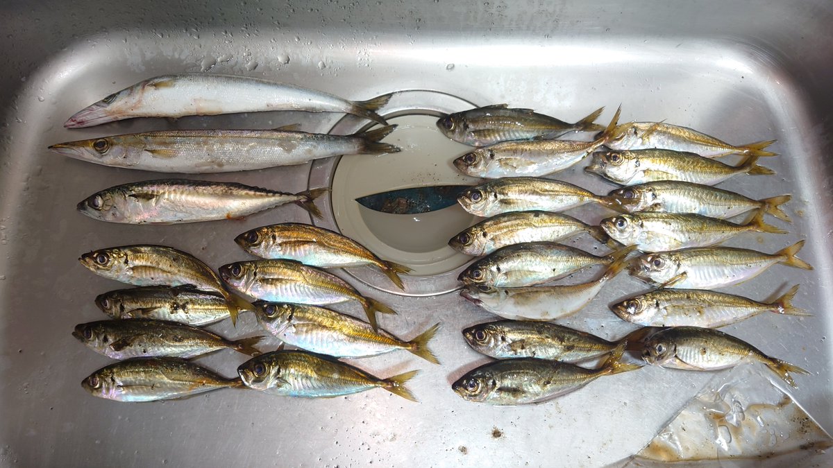 oga_keisu's tweet photo. 釣れると楽しくなって朝までやっちゃうから（体調に）よくないね https://t.co/OrA96kZOxP