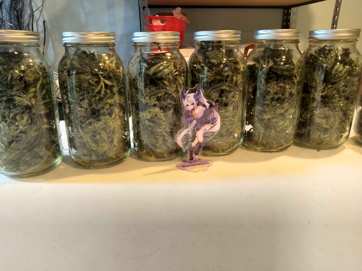 StaveDangerKFP's tweet photo. @wagahaida_L I just finished harvesting all this! I had your acrylic there to help guard it! You did well, thank you! https://t.co/29ATgIgJEq