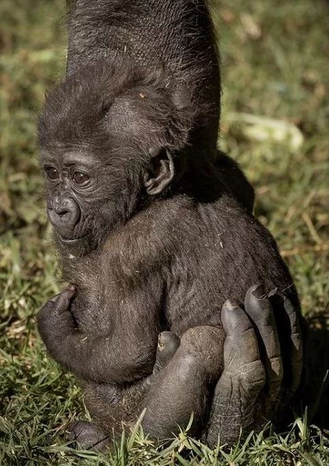 gorilla_tiny's tweet photo. https://t.co/5dq7XF8B1V