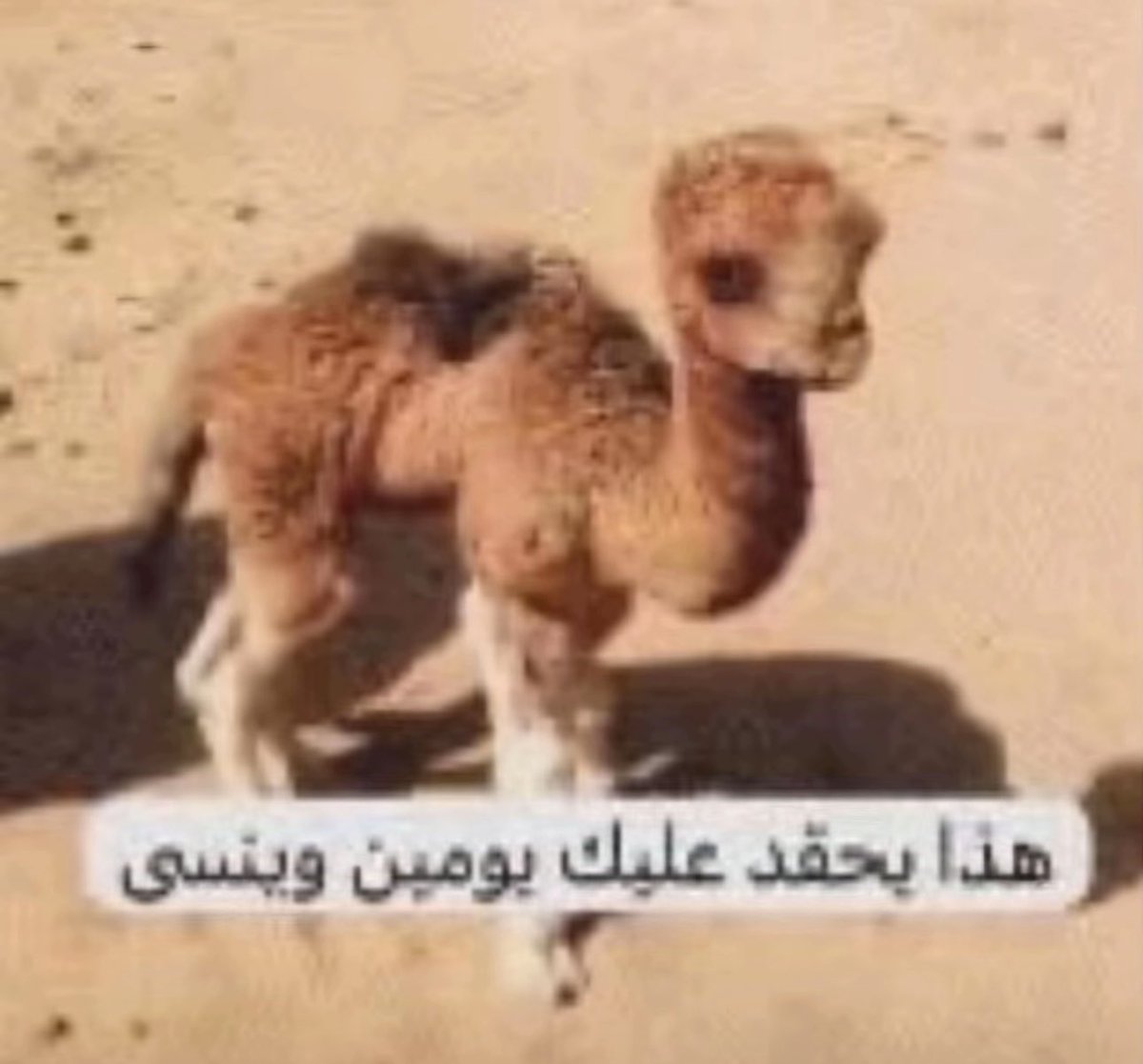 wiorony's tweet photo. سبتها و حاولت تقتلها و بيوم اعدامها قالت لا مسكينة ما تستاهل https://t.co/oPju8ieFsa