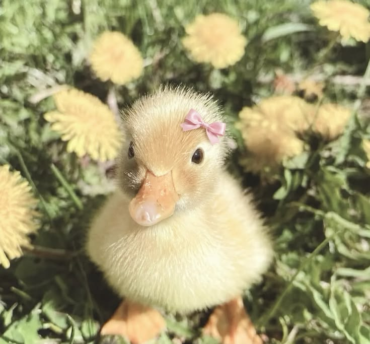 pagesand63's tweet photo. how does pinterest see you ₊˚⊹☆   
season 
love language 
animal 
thoughts https://t.co/LedegIJESb