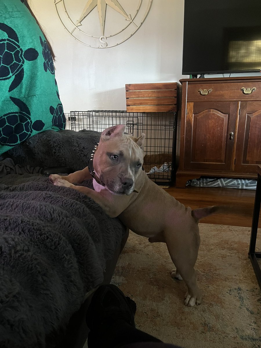 yayascomet's tweet photo. Big boy needs to grow into his head 😩😩😂 https://t.co/BqhTnJcF8W