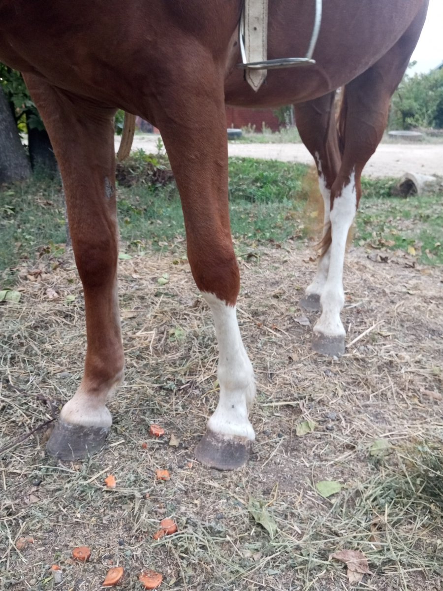 SimpleSlavGirl's tweet photo. My horse has socks on three of her legs, but not on the fourth. We joke that she was in such a hurry to be born that she forgot to put on a sock😁
#Horses #Pony #Equestrian #Riding #Nature #Animals #Photography #HorseLovers #HorsebackRiding #FarmLife https://t.co/rfUuDWxN1H