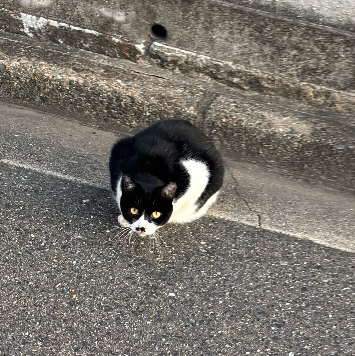 neo___nyan's tweet photo. https://t.co/4g2OKX6Dkn