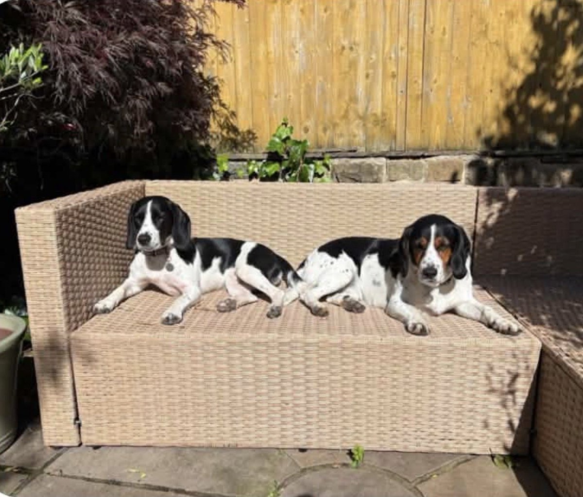 MissingPetsGB's tweet photo. 🐕‍🦺 🐕‍🦺 ELLIE &amp; DORA are MISSING

Two adult Beagle cross, #missing since 22 September from Golcar, #Huddersfield #HD7 West Yorkshire

They are black &amp; white, &amp; both microchipped

🙏 PLEASE DO NOT SHOUT, CALL OR CHASE THEM.

If you see them, please report the sighting only. https://t.co/lsKmCrEnD1