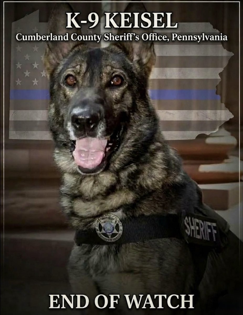 MilitaryCooI's tweet photo. Please keep the Cumberland County Sheriff's Office, Pennsylvania, K-9 Keisel and handler in your thoughts and prayers.🙏🏻

Rest in Peace K-9 Keisel. Thank you for your service. 🫡 https://t.co/2QKf5EtDiB