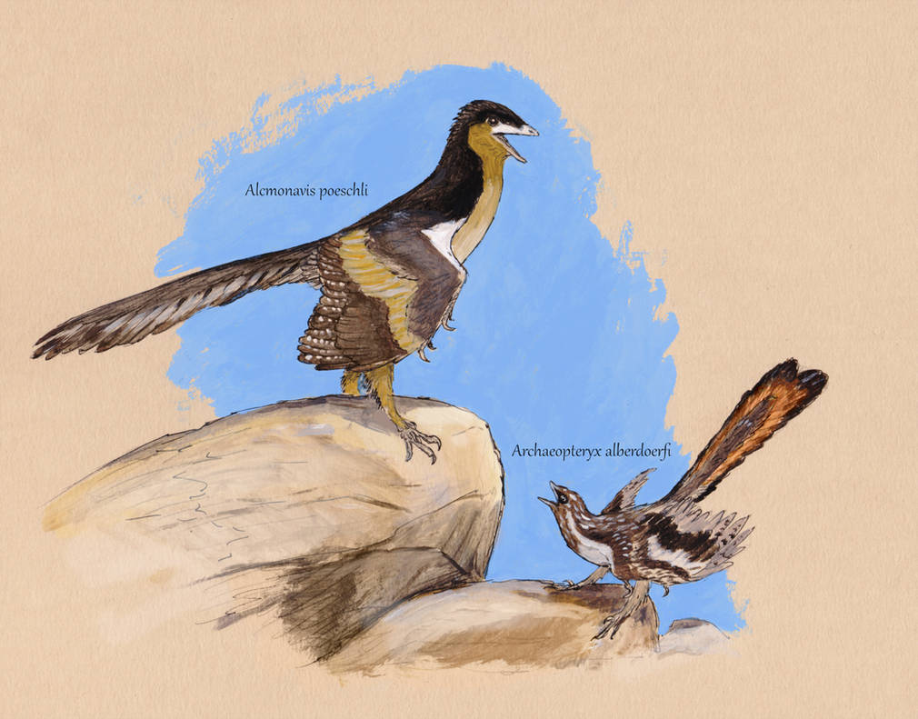 EDGE_Science_'s tweet photo. 🚨NEW STUDY DROP🚨

A reanalysis of a bunch of Archaeopteryx fossils finds that the on-again-off-again Alcmonavis is valid, and Ostromia cannot be placed in Archaeopteryx, but might not be diagnostic enough for a genus name.

🎨: @JoschuaKnuppe https://t.co/uKOsU2mmnZ