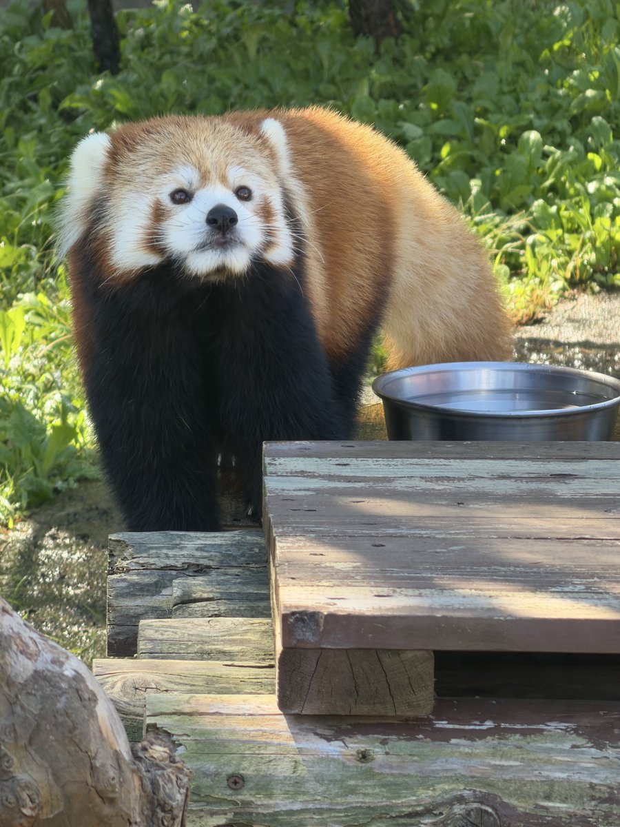 ss_kp00's tweet photo. 表情豊かなレイファ

#令花
#レイファ
#秋田市大森山動物園
#レッサーパンダ https://t.co/GshRcxmd8s