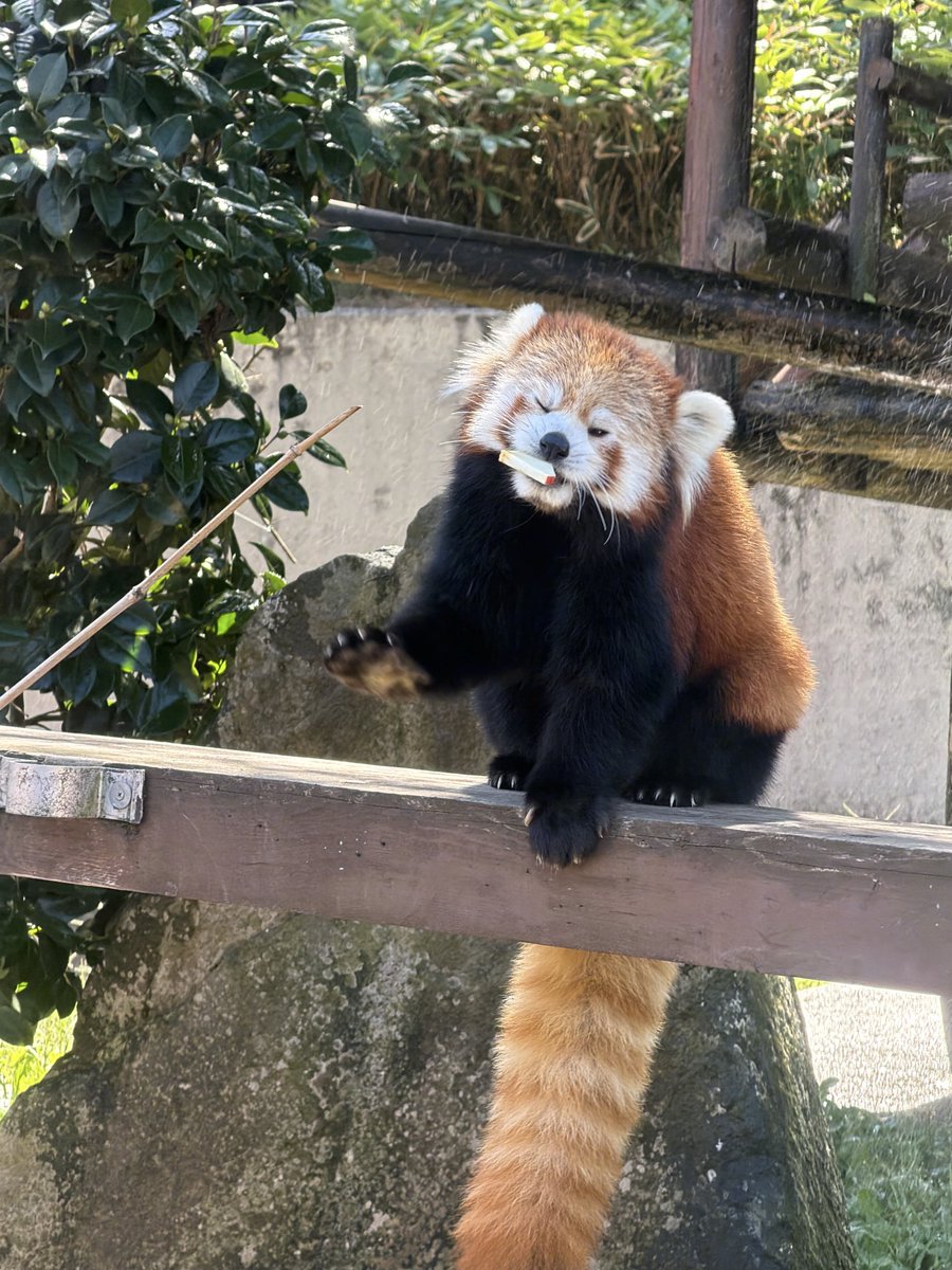 ss_kp00's tweet photo. 表情豊かなレイファ

#令花
#レイファ
#秋田市大森山動物園
#レッサーパンダ https://t.co/GshRcxmd8s