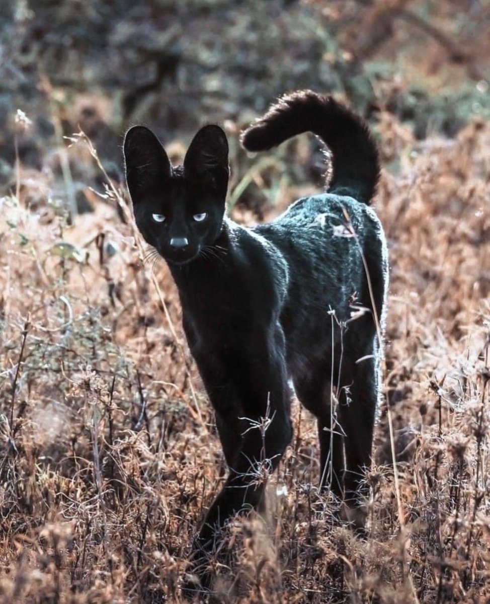 catoftoday's tweet photo. In the heart of Africa's wild grasslands lives one of nature's rarest wonders the black serval.

Born with a genetic mutation called melanism, this cat carries more pigment than usual, giving its coat a deep, velvety black color! https://t.co/qKb73IboHi