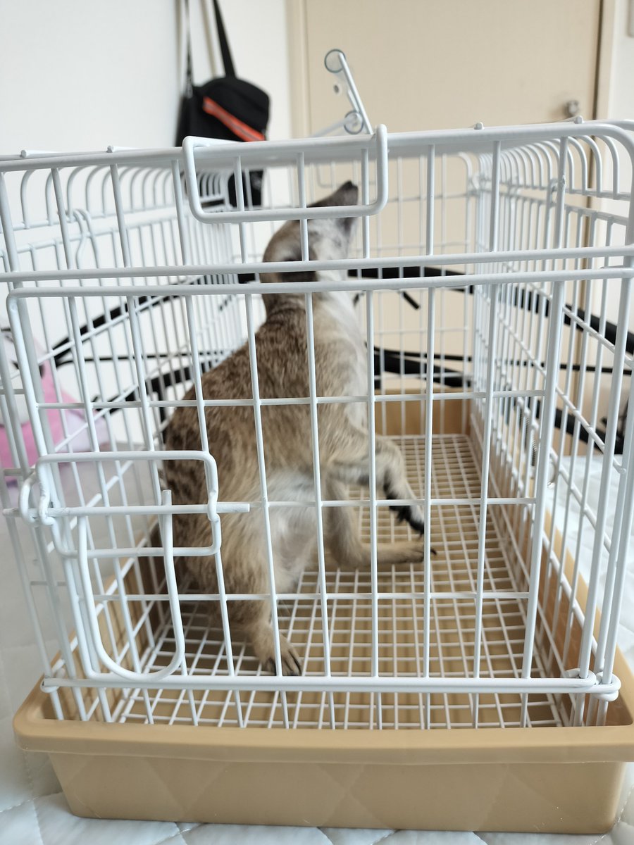 nam_1239_'s tweet photo. 公共交通機関ってこのキャリーで移動できる？
普段遠出する時はペットカートの中にこれ入れて移動してるんだかど公共交通機関だとカート畳まなきゃじゃん？
今使ってる分離型重くて大変だから一体型でコンパクトに畳めるのにしようと思ってるんだけどこのキャリーはセーフ？ https://t.co/ZH6KyhOjHY