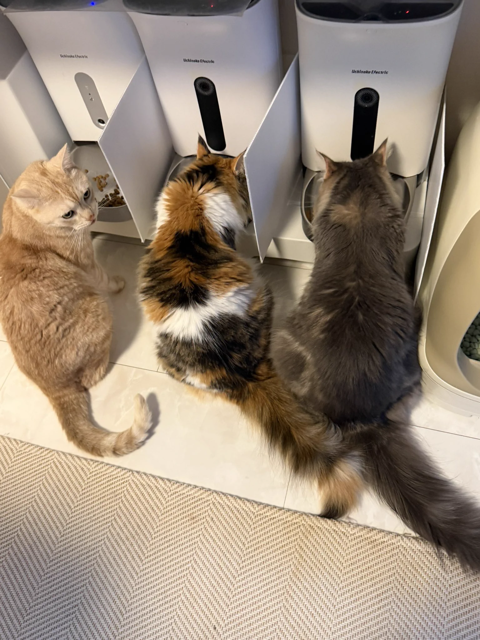 猫の松風と、はんぺん兄さんに、たんぽぽ参入！ on X: 