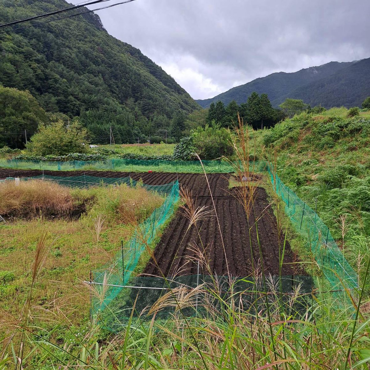 ric_koshimizu's tweet photo. 2026.9.20－21のRKDJJSC長野上田チーム「畑活」のもようです。
耕運機の威力・菌ちゃん農法実験セクション・さつまいもの草マルチです。
今後のガソリン枯渇を念頭に、電動耕運機の導入を検討中。昼食は、鹿教湯温泉の老舗蕎麦屋さん。自家栽培の蕎麦を使った10割蕎麦が売り物。一日限定10食。
参加いただいた諸君、ご苦労さまでした。
#自給自足 #食糧危機 #パンデミック #サバイバル