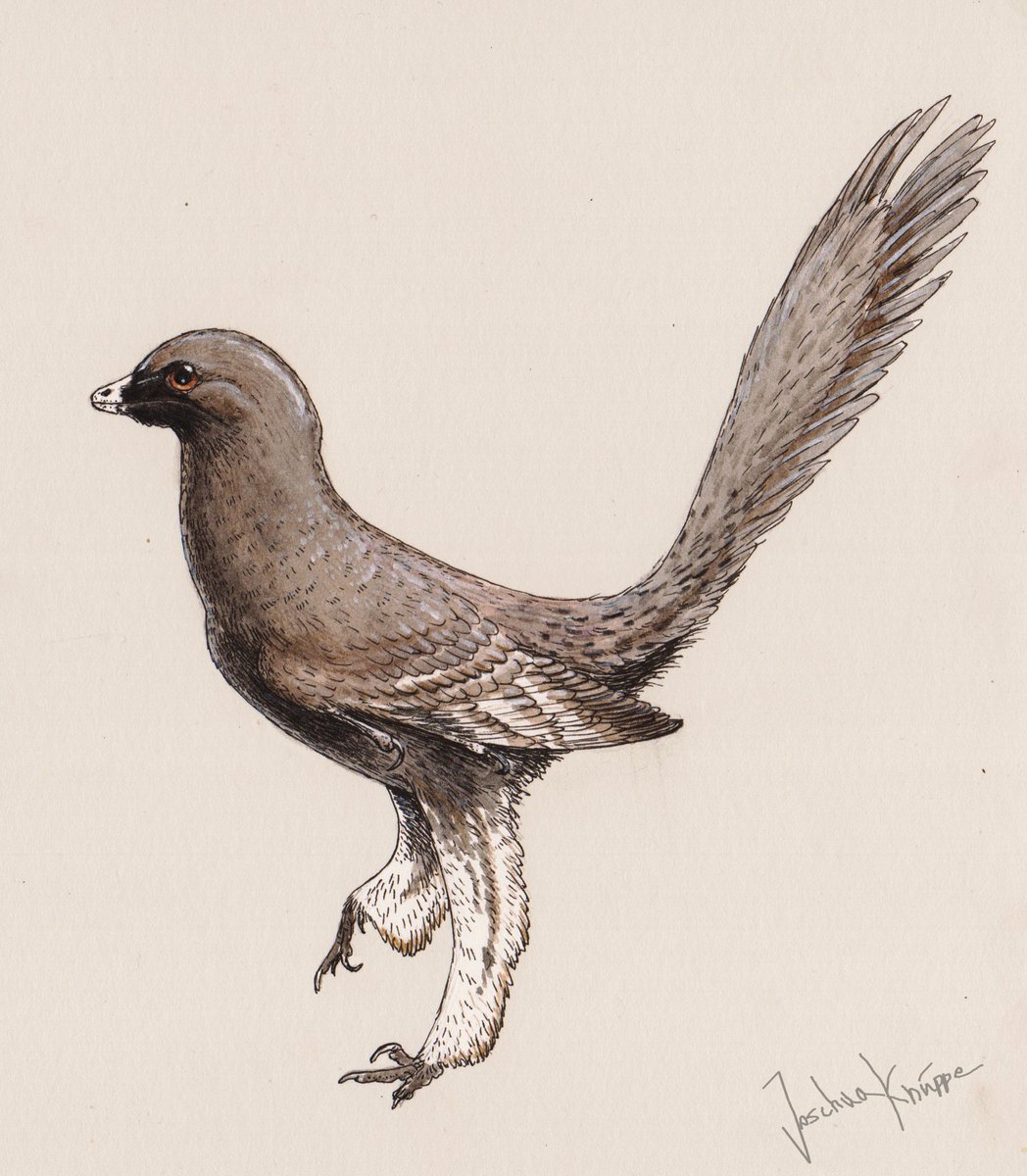EDGE_Science_'s tweet photo. 🚨NEW STUDY DROP🚨

A reanalysis of a bunch of Archaeopteryx fossils finds that the on-again-off-again Alcmonavis is valid, and Ostromia cannot be placed in Archaeopteryx, but might not be diagnostic enough for a genus name.

🎨: @JoschuaKnuppe https://t.co/uKOsU2mmnZ