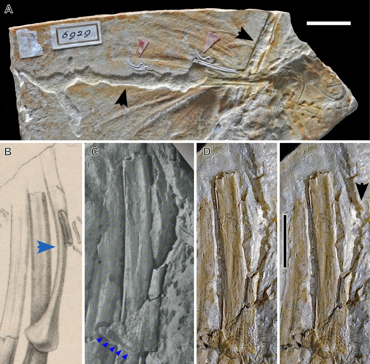 EDGE_Science_'s tweet photo. 🚨NEW STUDY DROP🚨

A reanalysis of a bunch of Archaeopteryx fossils finds that the on-again-off-again Alcmonavis is valid, and Ostromia cannot be placed in Archaeopteryx, but might not be diagnostic enough for a genus name.

🎨: @JoschuaKnuppe https://t.co/uKOsU2mmnZ