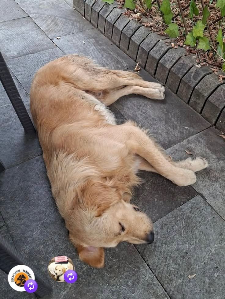 zllktlr's tweet photo. "sokağa terk edilmiş golden terkedildiği yerde sahibini bekledi Yemesi içmedi günleri ağlayarak umut ederek geçti Bu gün ise onu biri barınağa yolladı Bu çocuğun umutları yıkılmadan herşey için geç olmadan ltfn meleği onu bulsun İletşm0(530)5496590 Trabzon https://t.co/qJVhDi5ntl https://t.co/Wm330OVtFQ