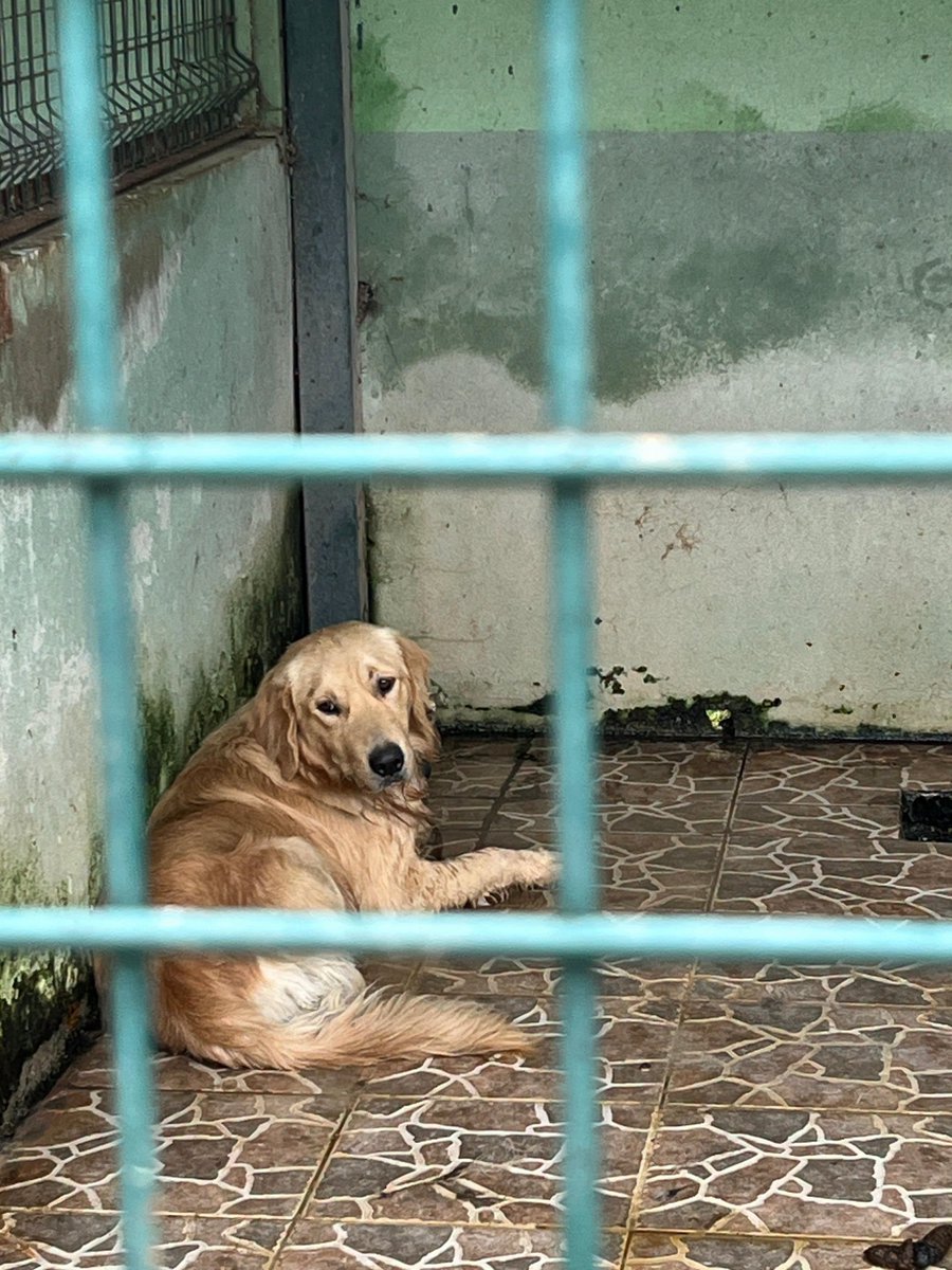 zllktlr's tweet photo. "sokağa terk edilmiş golden terkedildiği yerde sahibini bekledi Yemesi içmedi günleri ağlayarak umut ederek geçti Bu gün ise onu biri barınağa yolladı Bu çocuğun umutları yıkılmadan herşey için geç olmadan ltfn meleği onu bulsun İletşm0(530)5496590 Trabzon https://t.co/qJVhDi5ntl https://t.co/Wm330OVtFQ