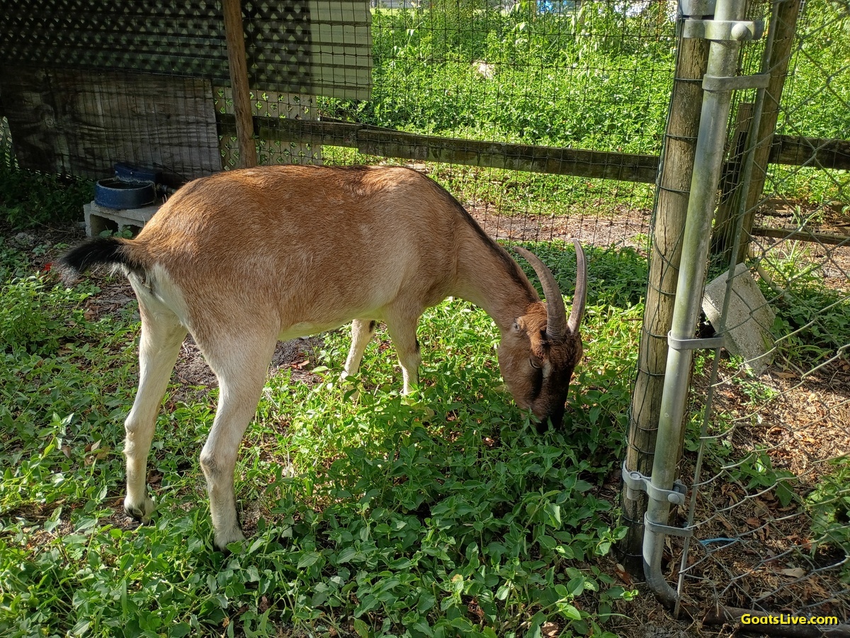 GoatsLive's tweet photo. I opened the time out / naughty goat pen so the girls could eat the weeds.
「タイムアウト」用（あるいは「いたずらヤギ」用）の囲いを開けて、彼女たち（メスヤギたち）が雑草を食べられるようにしました。
#ヤギ #goats https://t.co/dMpKoEKJ5U