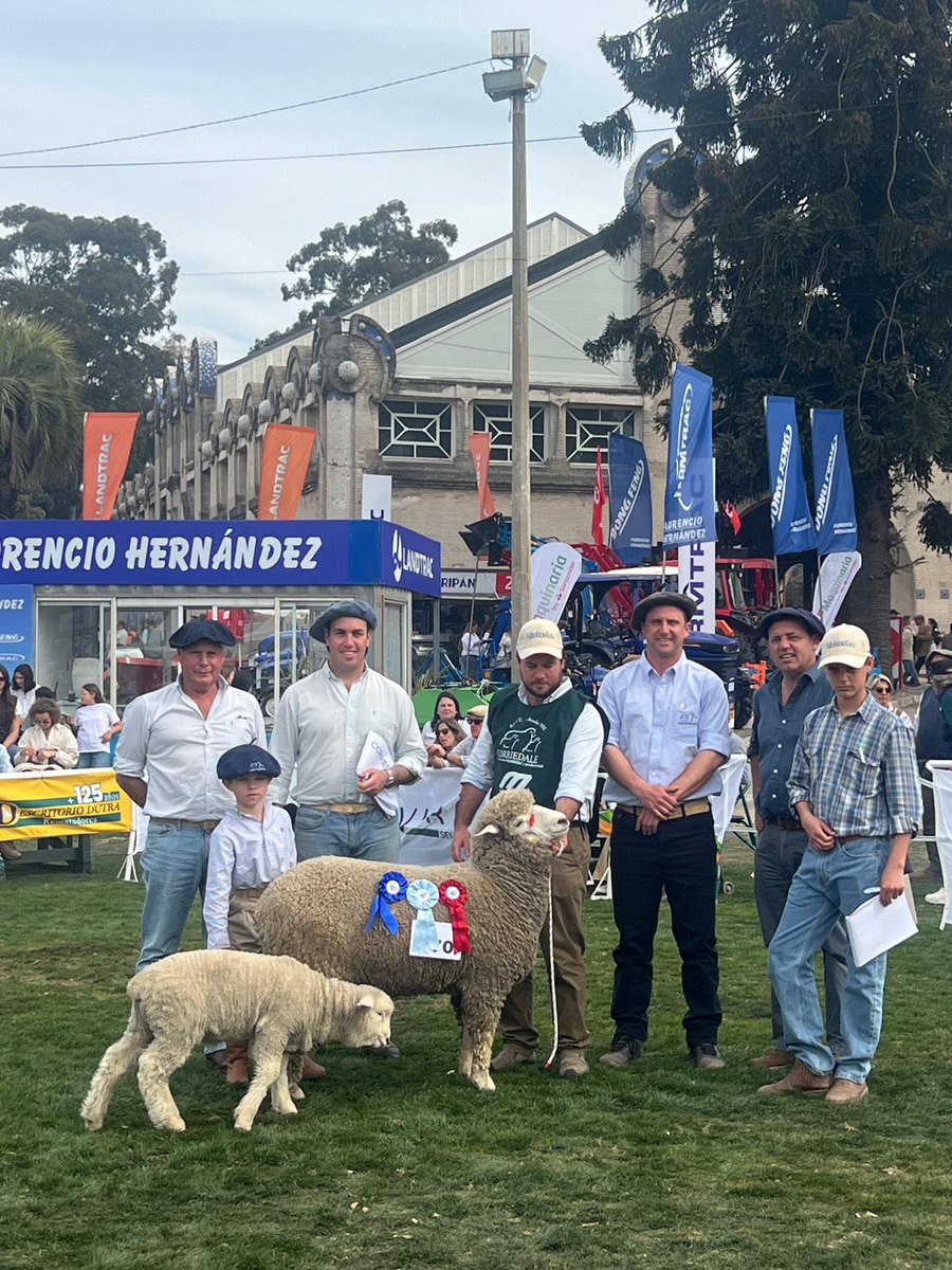 PanchiElhordoy's tweet photo. Expo Prado 2026:
- Gran Campeón y mejor conformacion PO

- Tercer mejor macho y mejor cabeza PO

- Tercer mejor hembra PI

- Tercer mejor hembra PO

Está vez nos tocó ganar, porque cuando perdimos lo seguimos intentando.
               https://t.co/AaKpsirhrh https://t.co/GeJNM2jjT3