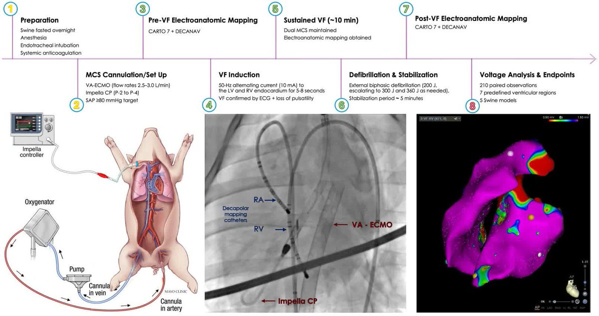 CirculationEP's tweet photo. New swine model combines ECMO + Impella to sustain VF without ischemia, enabling high fidelity heart mapping for arrhythmia research #Epeeps @attabehfar @f_delcarpio @nicktanCV @RC_Ward @EzzeddineMD @ikramhaqmd @DrDeese99 https://t.co/kJFizPEq7I https://t.co/sfZRFaRqXy