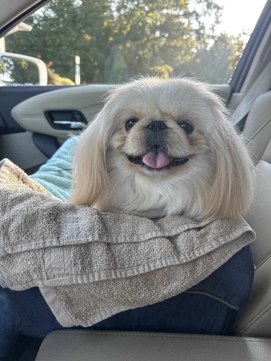 pourme's tweet photo. More dependable than the internet…
🐕

I’ll show you mine if you show me yours…

I’ll go first ￼
😘 https://t.co/hsSZQcmu5L