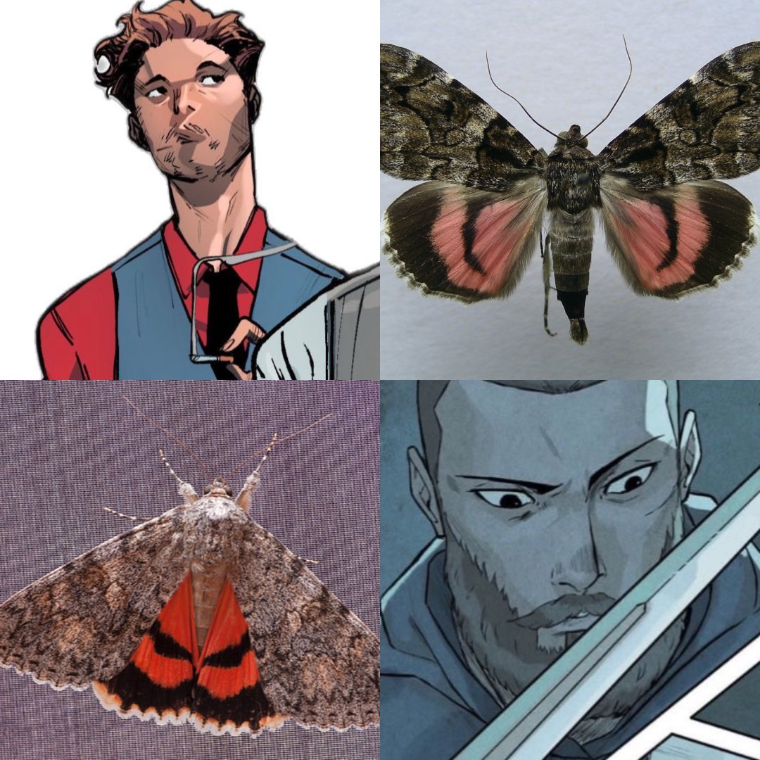 abutregirl's tweet photo. thiago fritz • mariposa-de-asa-unida (catocala junctura)
- asas anteriores acinzentadas e camufladas, revelando suas cores quentes quando voa
- junctura vem do latim e significa “união”, “ligação” ou “conexão” https://t.co/RwpNyBjDD9