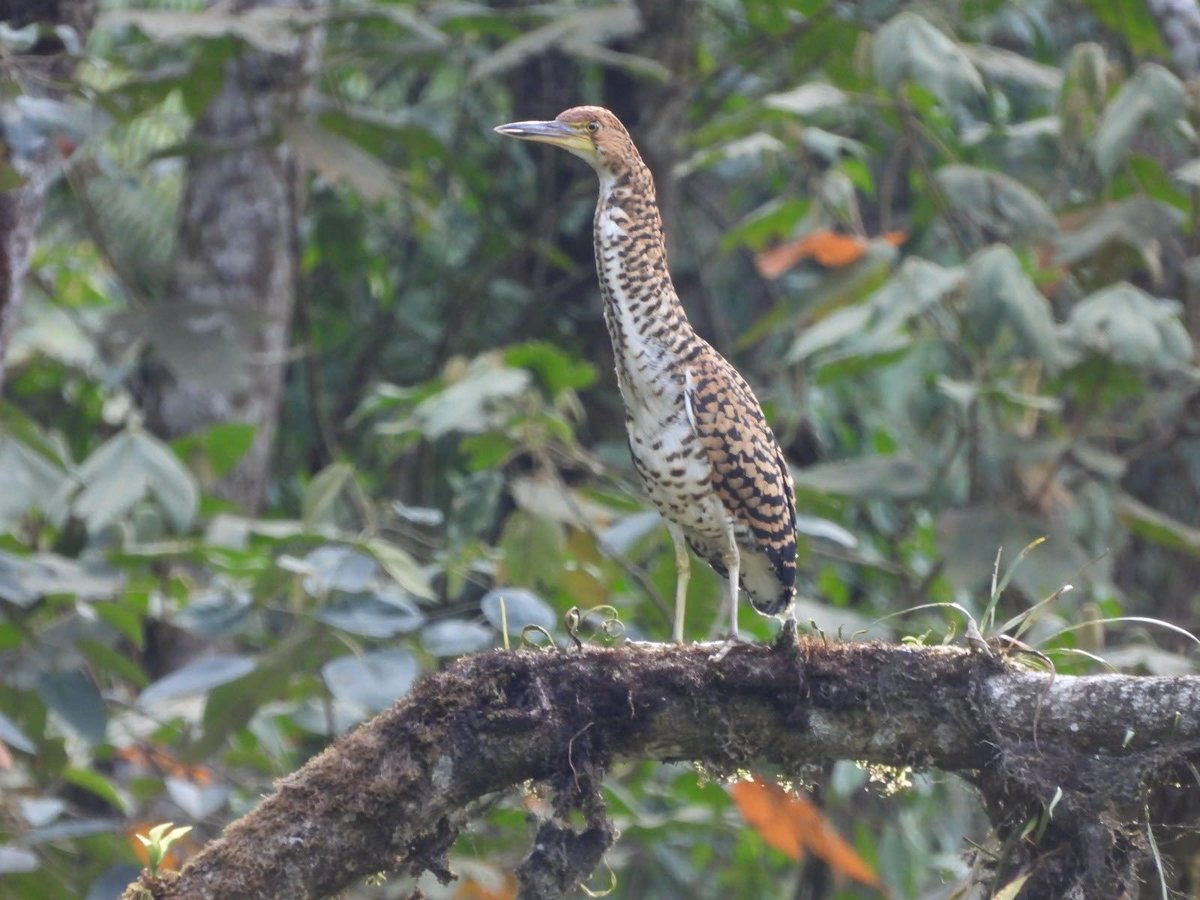Teleantioquia's tweet photo. 🦅 Por primera vez fue registrada en el Alto de San Miguel, en Caldas, una garza-tigre lineada o vaco cabecinegro, considerada una de las garzas más esquivas de América.

Esta especie habita cerca de ríos y quebradas de aguas rápidas y pedregosas, donde se camufla entre las rocas y permanece inmóvil para cazar.