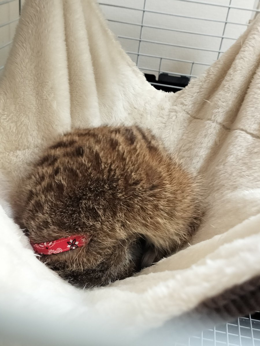 nam_1239_'s tweet photo. ①飼い主に叩き起こされる
②おおあくび
③大嫌いなカメラを向けられてブチギレ
④飼い主ウザくて二度寝 https://t.co/66KGhwHh7f