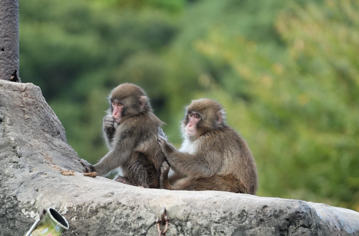 arachan1120's tweet photo. パンチくん🐒
大きくなったね
9.22

#パンチ
#市川市動植物園 https://t.co/tFuGlKHAmk