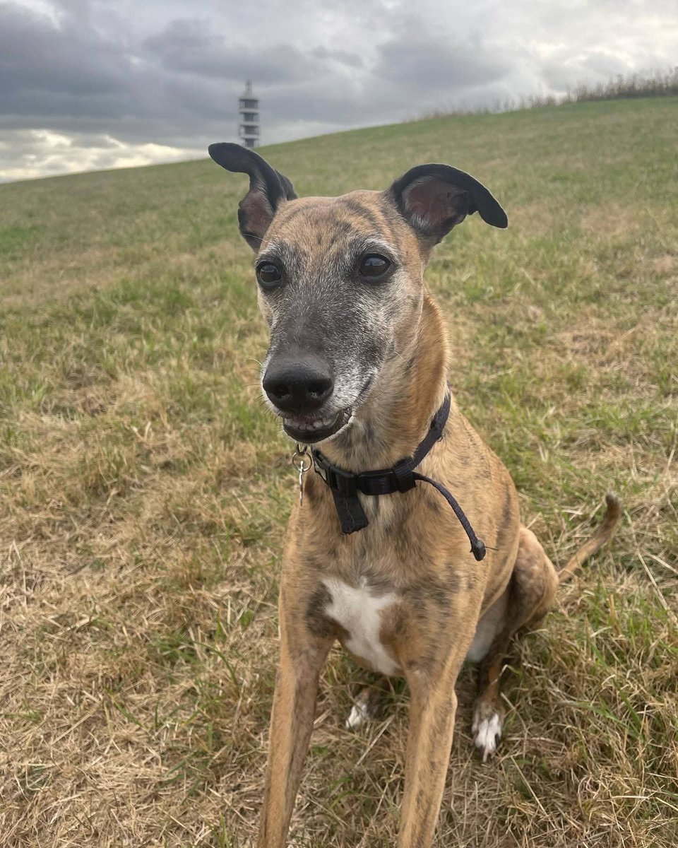 MissingPetsGB's tweet photo. 🐕‍🦺#URGENT MISSING #ELDERLY #WHIPPET

PURDOWN/EASTVILLE #BRISTOL #BS16

SPIDER went missing 19 September 2026 after being spooked by a loud noise around the Custard castle/Dower House/ Stoke Park area

She is walked regularly around Eastville &amp; may have headed that way. https://t.co/uWo9nv37Pe