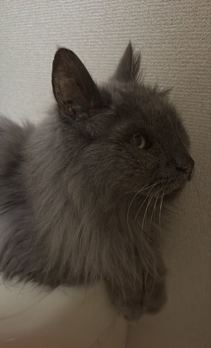 kurayome2's tweet photo. 昨日は20歳のりるちゃんの健康診断へ行ってきました。血液検査、エコー、心臓病検査、腎機能検査、レントゲンです。
膵臓が腫れている、少し腎臓の石灰化があるそうで、膵臓の方は血液検査結果を待ってからの治療になるかと思います。 https://t.co/faffU5plQr