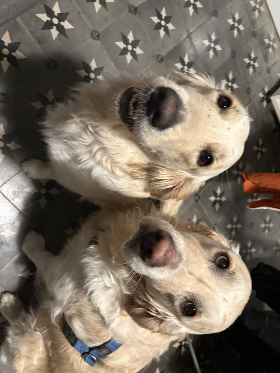 rugiix's tweet photo. perras https://t.co/MMvm7v7FkI