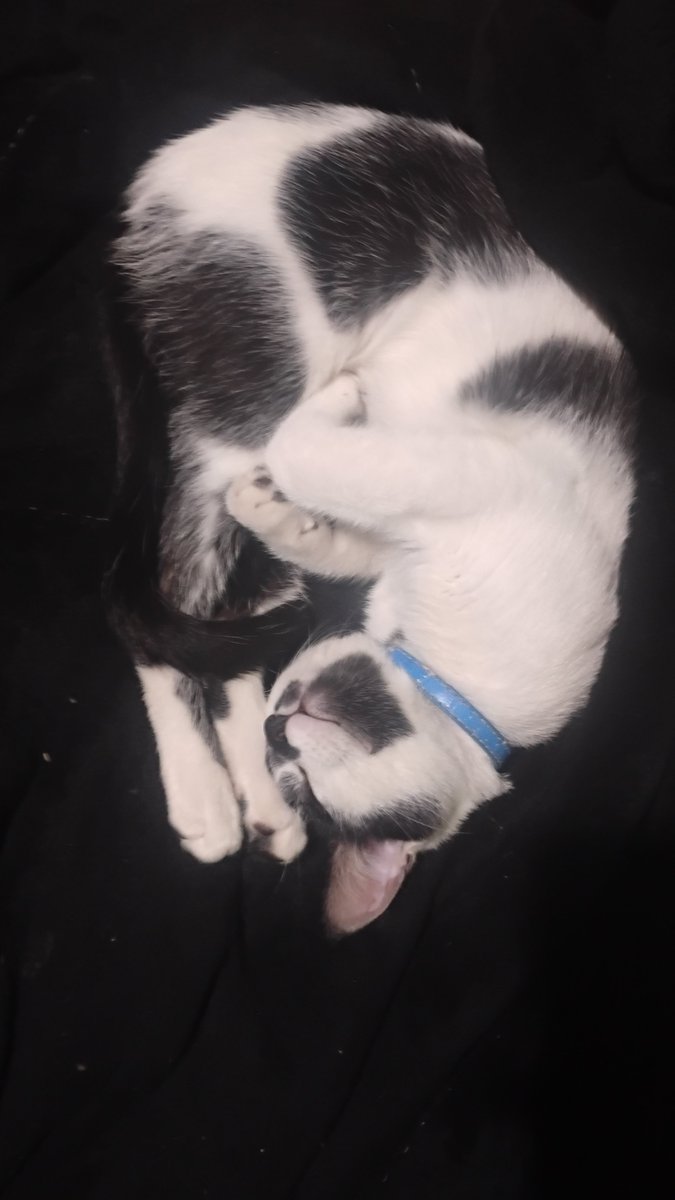 FeruOwU's tweet photo. Hoy no hay porno solo hay un gato (🍤)

#cat https://t.co/ONl16OvKI7