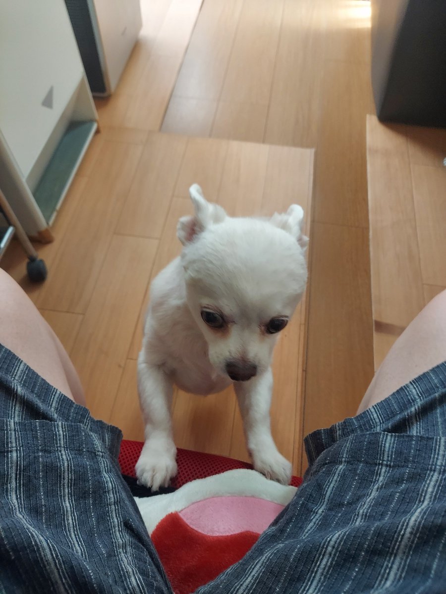 mizuchi0's tweet photo. 仕事あるからかえーる😭
ギリギリまで🐶吸ってきた https://t.co/IbBQPfRJTd