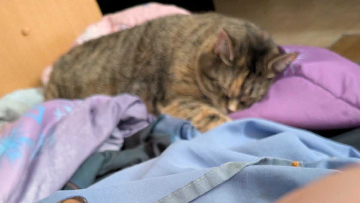 babygirlthecat1's tweet photo. 🩷 ATTN: CAT TWITTER, PLEASE SHARE THIS 🩷

Hi everyone. As many of you know, Baby Girl has thyroid issues & is diabetic. I'm also struggling with a terminal illness, given a short time to live. Baby Girl's insulin and meds aren't cheap & I'm not working so I've entered her into a cat contest that has cash prizes in order to offset the cost. If you could all go vote FOR FREE, just scan the QR code below & REPOST this!! 🥰🩷