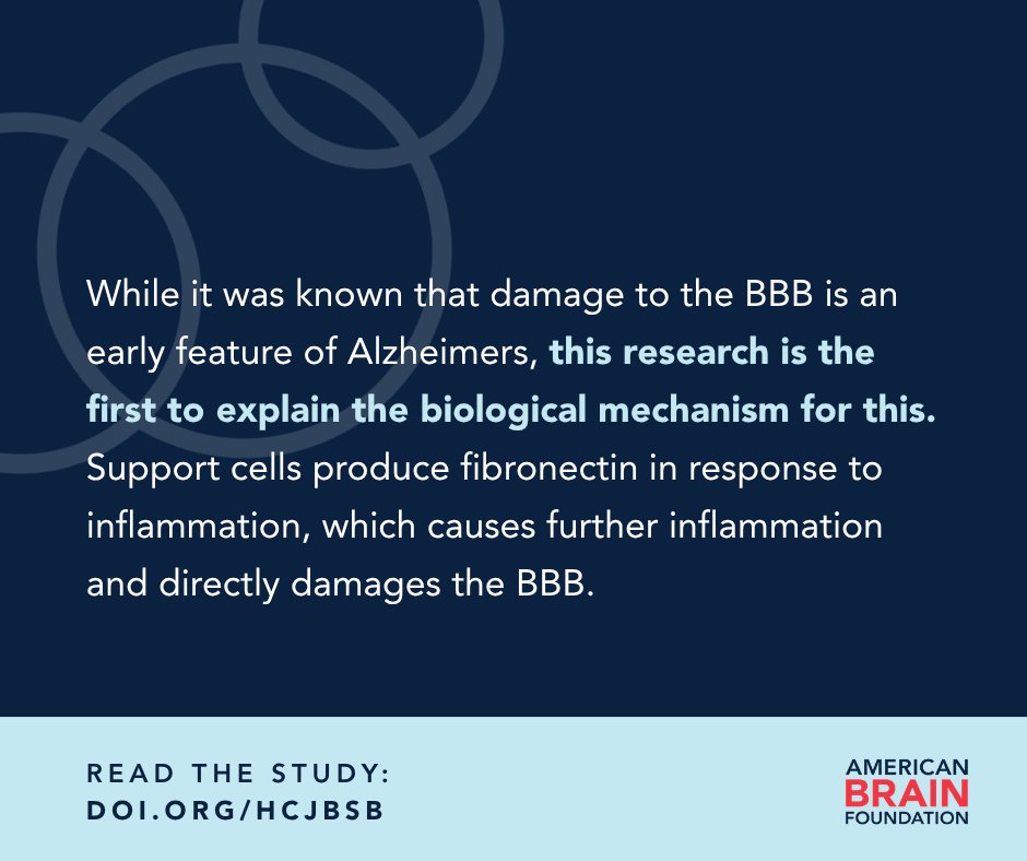 ABFbrain's tweet photo. With an ABF grant, Dr. Caghan Kizil has been studying APOE4, the strongest genetic risk factor for Alzheimer’s. His team found #APOE4 responds to inflammation by producing #fibronectin. Targeting the #inflammation could help prevent #Alzheimers. https://t.co/VmOEkOMFEm