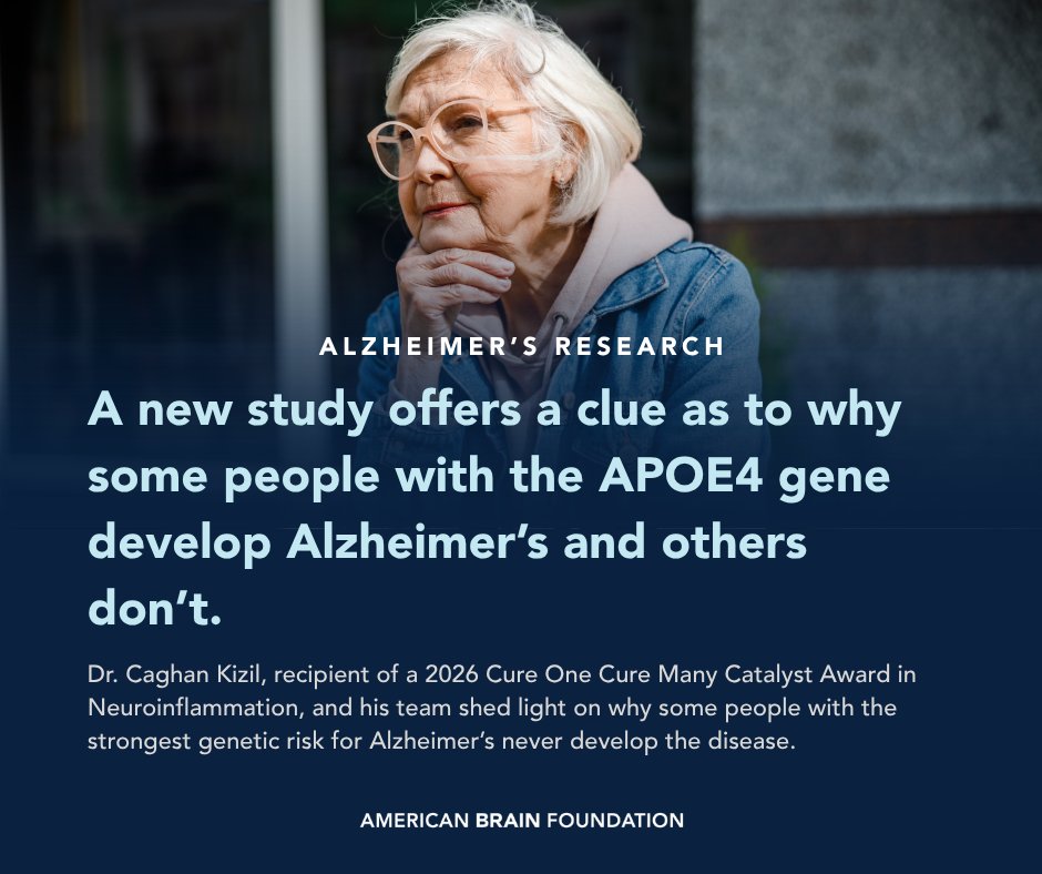 ABFbrain's tweet photo. With an ABF grant, Dr. Caghan Kizil has been studying APOE4, the strongest genetic risk factor for Alzheimer’s. His team found #APOE4 responds to inflammation by producing #fibronectin. Targeting the #inflammation could help prevent #Alzheimers. https://t.co/VmOEkOMFEm