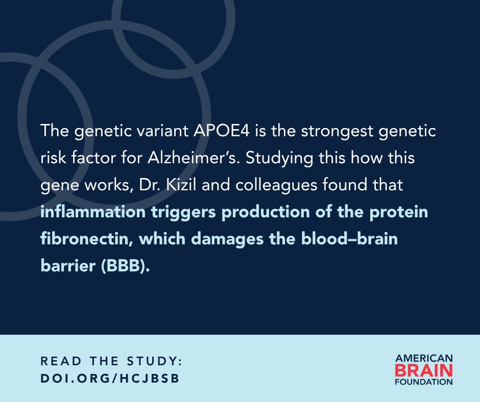 ABFbrain's tweet photo. With an ABF grant, Dr. Caghan Kizil has been studying APOE4, the strongest genetic risk factor for Alzheimer’s. His team found #APOE4 responds to inflammation by producing #fibronectin. Targeting the #inflammation could help prevent #Alzheimers. https://t.co/VmOEkOMFEm