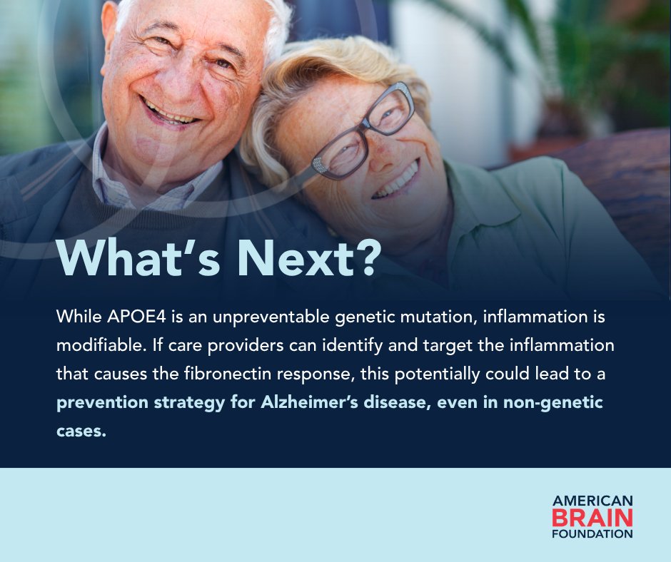 ABFbrain's tweet photo. With an ABF grant, Dr. Caghan Kizil has been studying APOE4, the strongest genetic risk factor for Alzheimer’s. His team found #APOE4 responds to inflammation by producing #fibronectin. Targeting the #inflammation could help prevent #Alzheimers. https://t.co/VmOEkOMFEm
